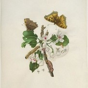 Потрясающие Акварели Марии Сибиллы Мериан