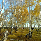 Рисунок "Танцующие березы" на конкурс "Фотоконкурс “Краски Осени - 2019”"