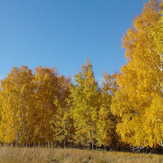 Рисунок "Золотая осень" на конкурс "Фотоконкурс “Краски Осени - 2019”"