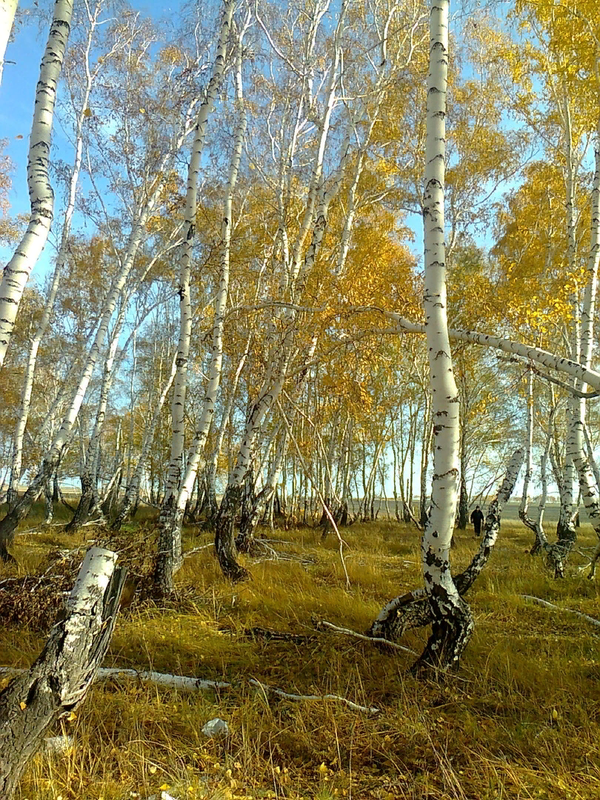 Детский рисунок - Танцующие березы